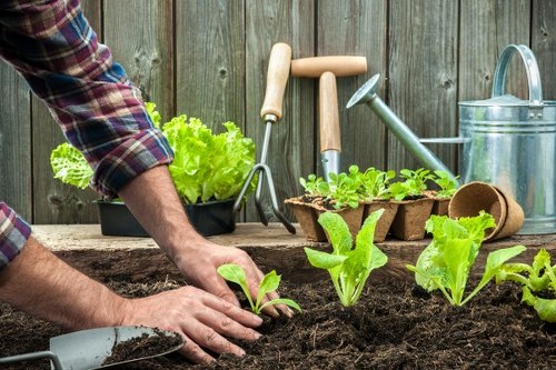 Gardener inspecting a courtyard garden area